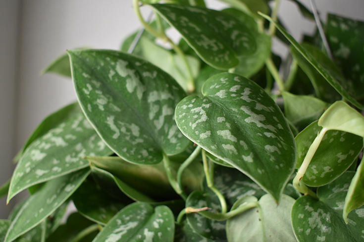 Pothos Houseplant - House Plant Shop