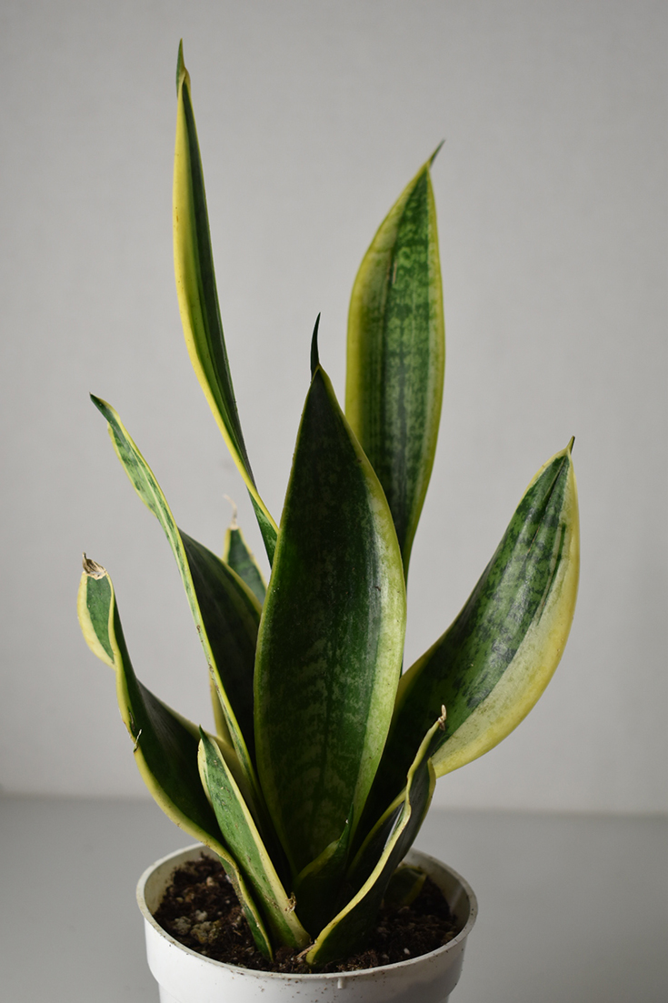 Snake Sanveria Houseplant - House Plant Shop