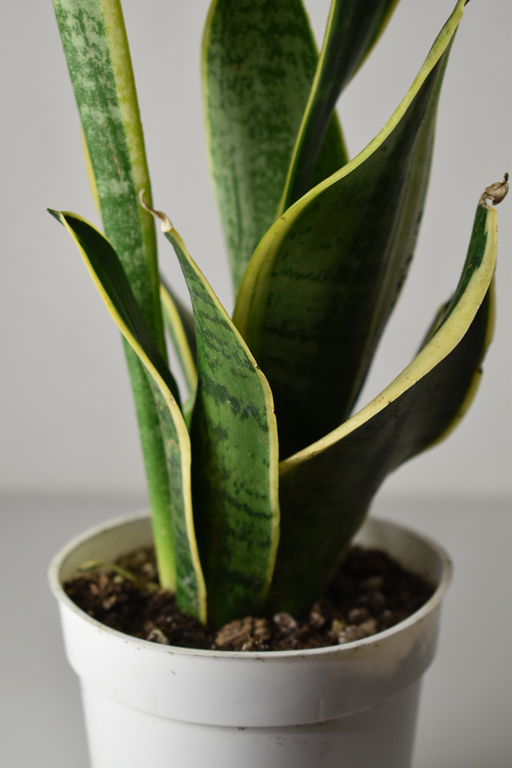 Snake Sanveria Houseplant