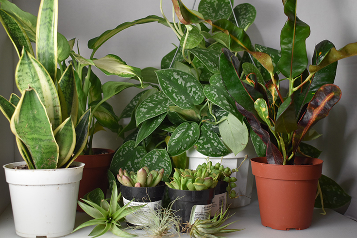  House  Plant  Shop  Review Mom s Blog