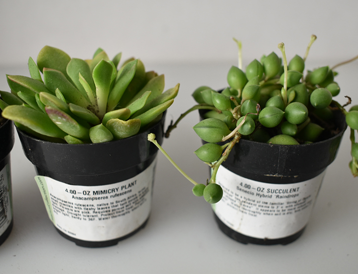 House Plant Shop - Succulents
