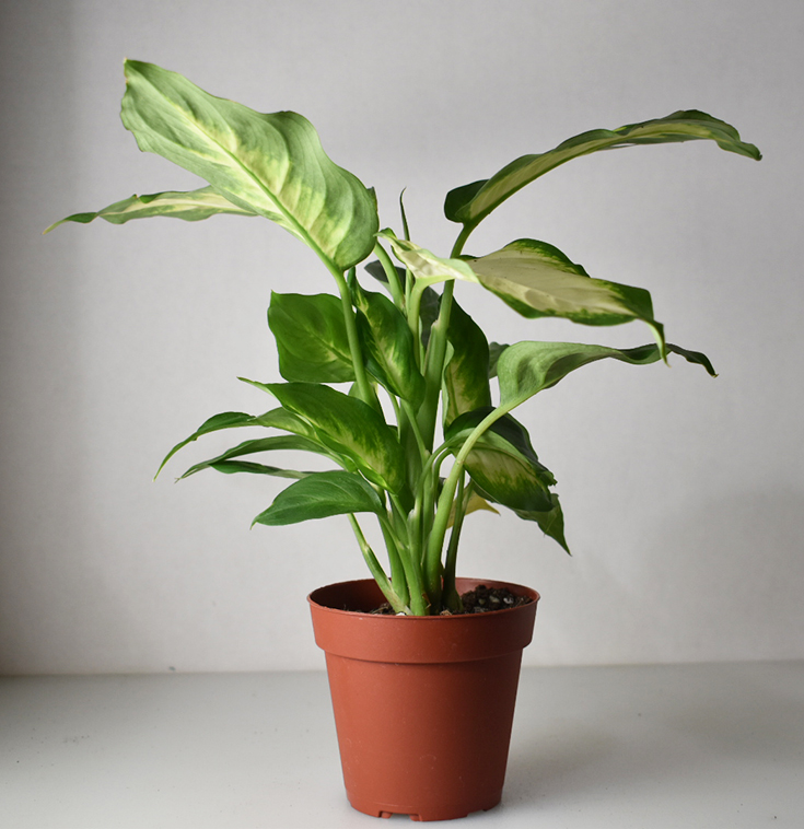 Syngonium (Arrowhead) Plant