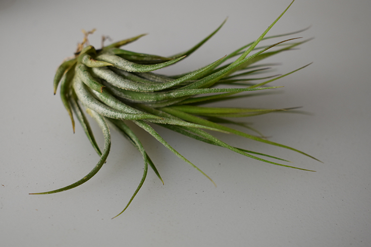 Tillandsia Air Plants