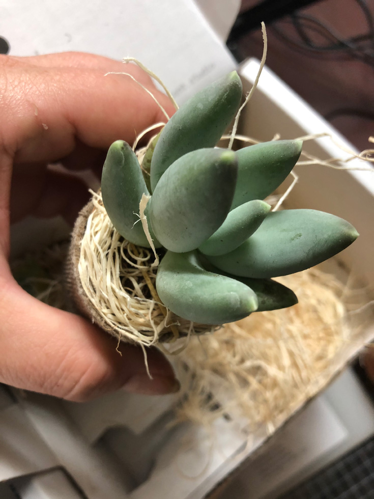 Moon Silver Pachyphytum plant