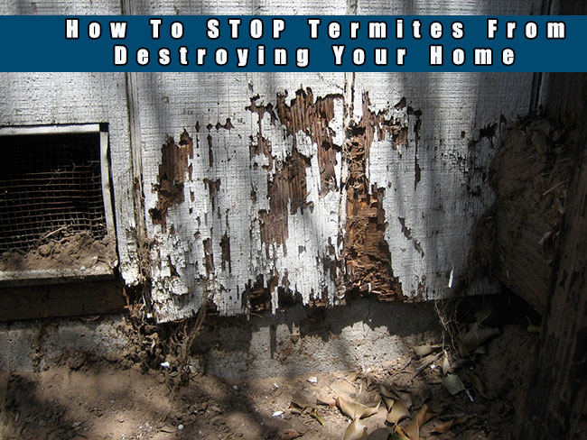 How To Stop Termites