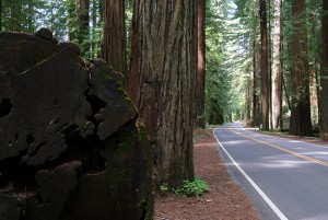Avenue of the Giants