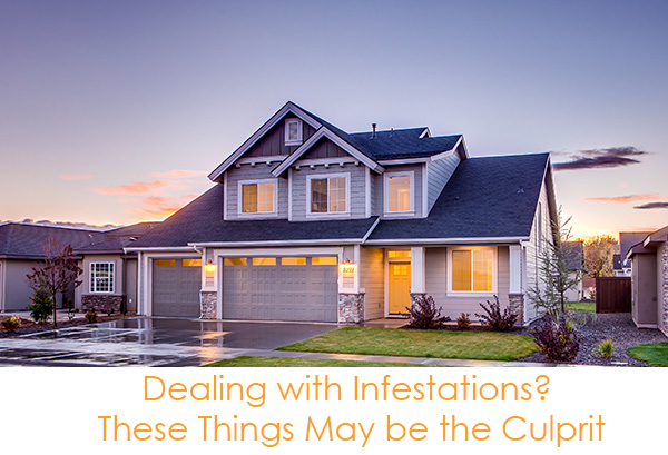 Dealing with Infestations? These Things May be the Culprit