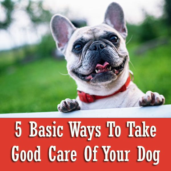 5 Basic Ways To Take Good Care Of Your Dog