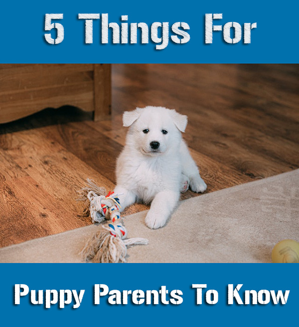 5 Things For Puppy Parents To Know