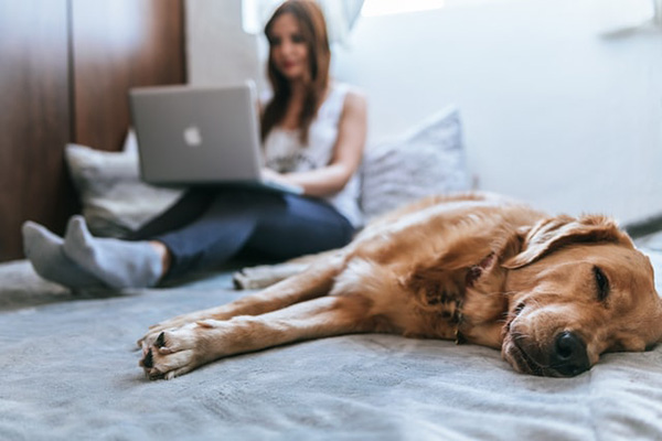 Workplace Flexibility 