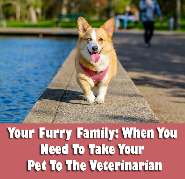 Your Furry Family: When You Need To Take Your Pet To The Veterinarian